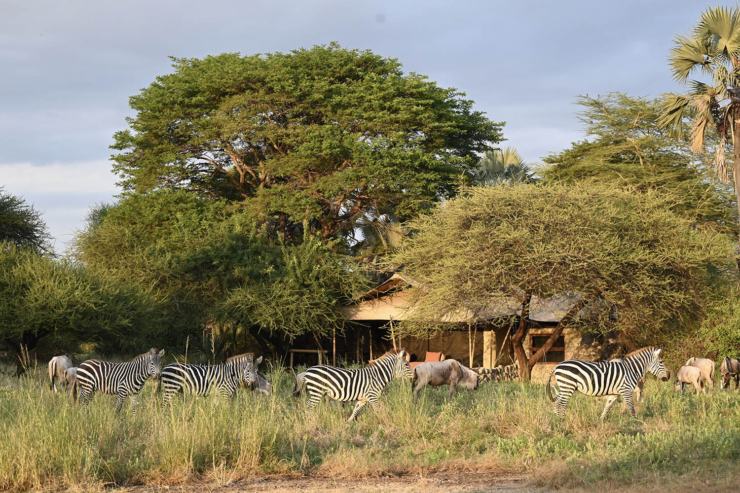 Drift in the Rift: a slow safari in Tanzania